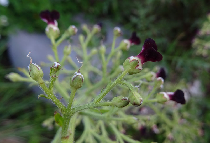 Scrophularia canina - Scrophulariaceae